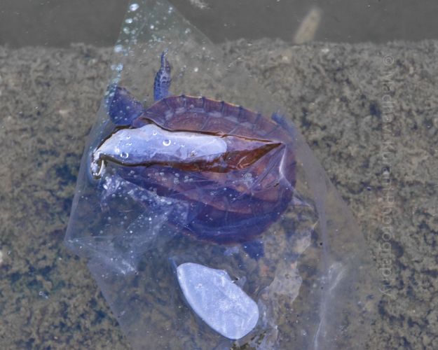 plastic_waste6.jpg